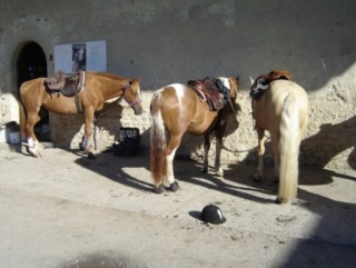  Passeggiate a cavallo nel Calvados 